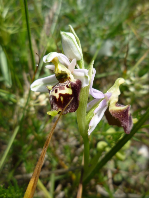 Ophrys (h.) dinarica variazioni